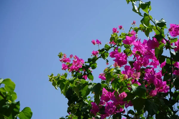 Egy Virágzó Bougainvillea Bokor Amely Nélkül Nyári Rhodes Tájai Egyszerűen — Stock Fotó