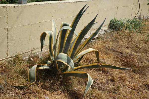 Agave Americana Gebräuchliche Namen Jahrhundertpflanze Maguey Oder Amerikanische Aloe Ist — Stockfoto