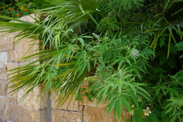 Vitex Agnus Castus Auch Vitex Keuschheitsbaum Oder Kastanienbaum Kastebeere Abrahams — Stockfoto