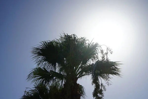 Palmy Paprscích Letního Slunce Arecaceae Všechny Běžně Známé Jako Palmy — Stock fotografie