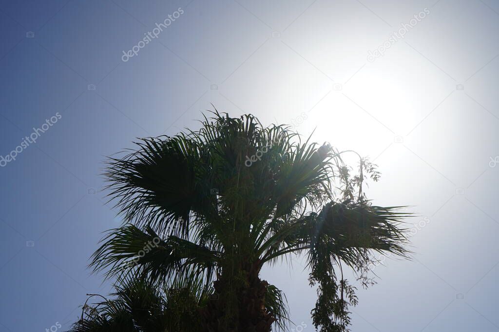 Palm tree in the rays of the summer sun. The Arecaceae, all commonly known as palms, is a family of perennial flowering plants in the monocot order Arecales. Kolympia, Rhodes, Greece 