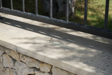 Rhodes Adası 'nda küçük mavi kuyruklu kertenkele. Lacerta oertzeni, Lacertidae familyasından bir kertenkele türüdür. Kolympia, Rodos, Yunanistan 