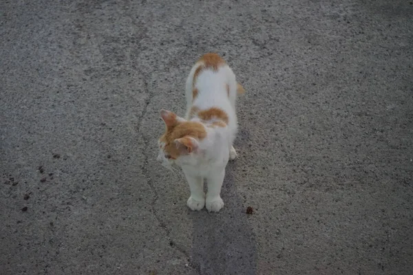 Безпритульний Кіт Міській Вулиці Колімпія Родос Греція — стокове фото