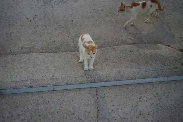 Gatos Selvagens Desabrigados Rua Cidade Kolympia Rodes Grécia — Fotografia de Stock