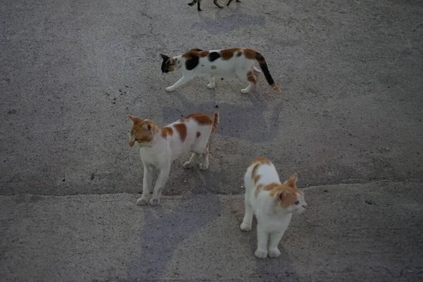 Divoké Kočky Bez Domova Ulici Kolympia Rhodos Řecko — Stock fotografie