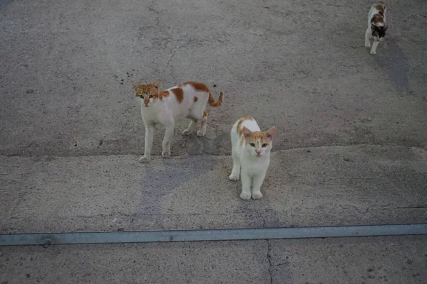 Des Chats Sauvages Sans Abri Dans Rue Ville Kolympia Rhodes — Photo
