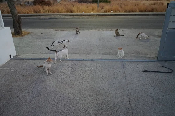 Gatos Selvagens Desabrigados Rua Cidade Kolympia Rodes Grécia — Fotografia de Stock