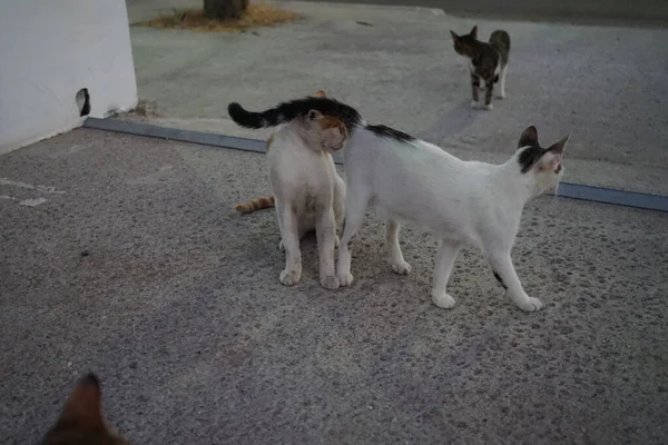 Gatos Selvagens Desabrigados Rua Cidade Kolympia Rodes Grécia — Fotografia de Stock