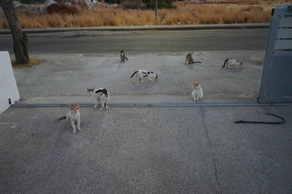 Gatos Salvajes Sin Hogar Calle Ciudad Kolympia Rodas Grecia —  Fotos de Stock