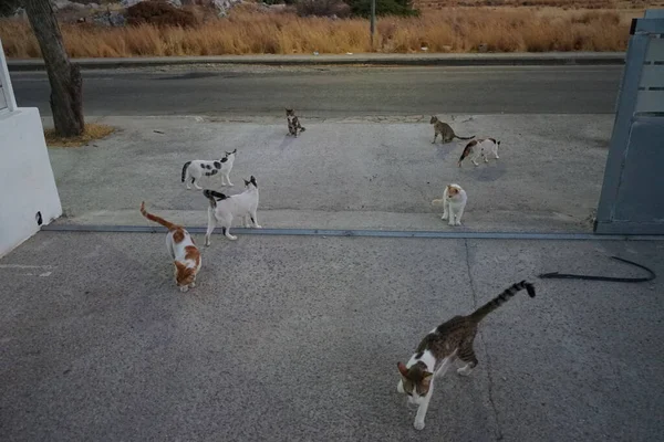 城市街上无家可归的野猫 希腊罗得岛Kolympia — 图库照片