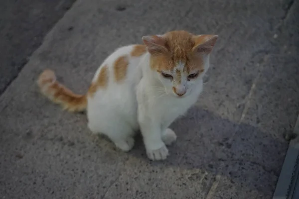 Obdachlose Katze Auf Der Straße Kolympia Rhodos Griechenland — Stockfoto
