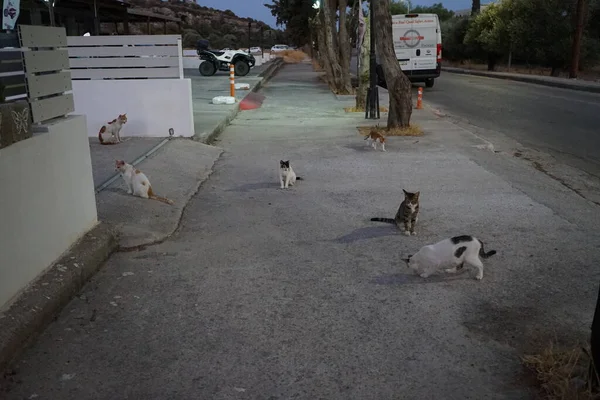 Gatos Selvagens Desabrigados Rua Cidade Kolympia Rodes Grécia — Fotografia de Stock