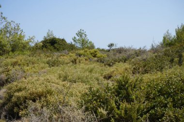 Kolymbia Flag Hill, Kolympia 851 02, Yunanistan 'da eşsiz bitki örtüsüyle muhteşem bir dağ manzarası.