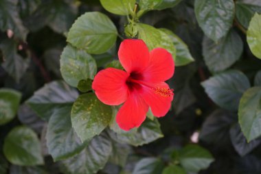 Kolympia 'da kızıl Çin amber çiçeği. Hibiscus rosa-sinensis, Çin gülü, Hawaii amfibisi, gül gülü ve ayakkabı siyahi bitkisi, Malvaceae familyasından, Hibisceae familyasından bir bitki türü..  