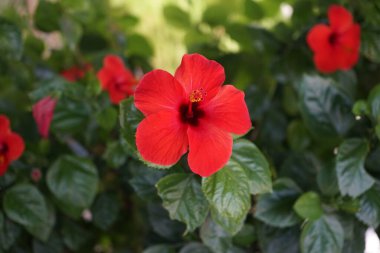 Kolympia 'da kızıl Çin amber çiçeği. Hibiscus rosa-sinensis, Çin gülü, Hawaii amfibisi, gül gülü ve ayakkabı siyahi bitkisi, Malvaceae familyasından, Hibisceae familyasından bir bitki türü..  