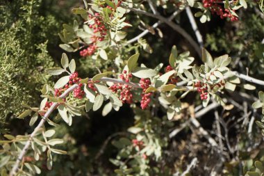 Shepherdia, Elaeagnaceae familyasında yer alan bir çalı cinsidir. Kolympia, Rodos, Yunanistan