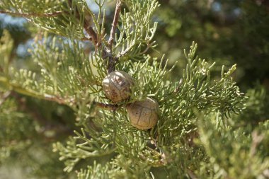 Cupressus sempervirens (İtalyanca: 