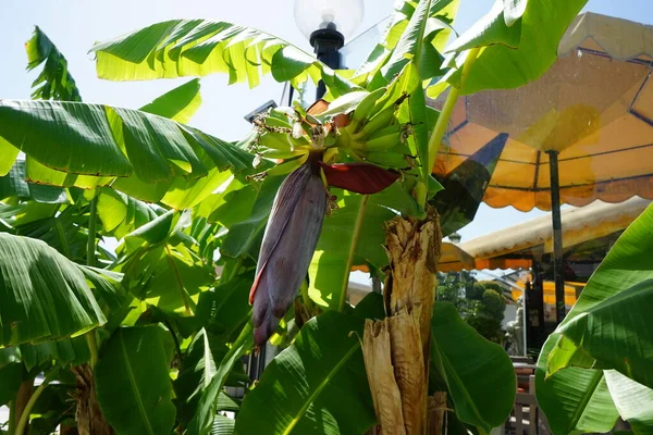 Musa Perenn Ört Familjen Banana Musaceae Kolympia Rhodos Grekland — Stockfoto