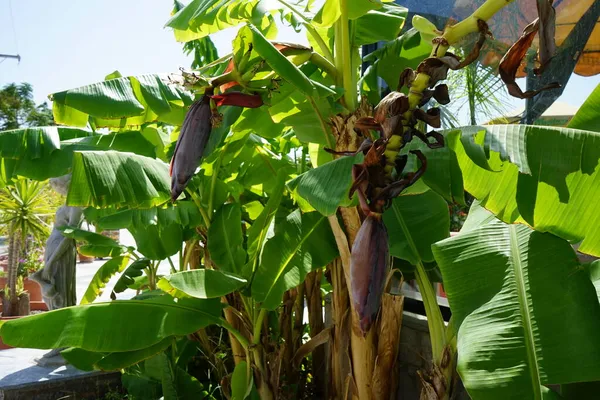 Musa Perennial Herb Banana Family Musaceae Kolympia Rhodes Greece — Stock Photo, Image