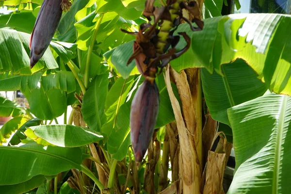 穆萨是香蕉科的一种多年生草本植物 希腊罗得岛Kolympia — 图库照片