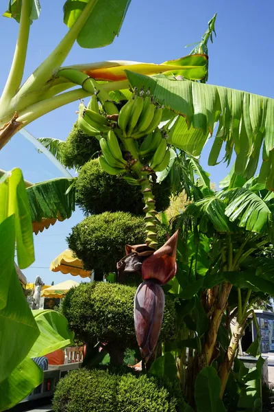 Musa Perenn Ört Familjen Banana Musaceae Kolympia Rhodos Grekland — Stockfoto