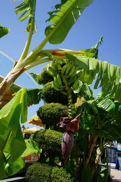 Musa Perenn Ört Familjen Banana Musaceae Kolympia Rhodos Grekland — Stockfoto