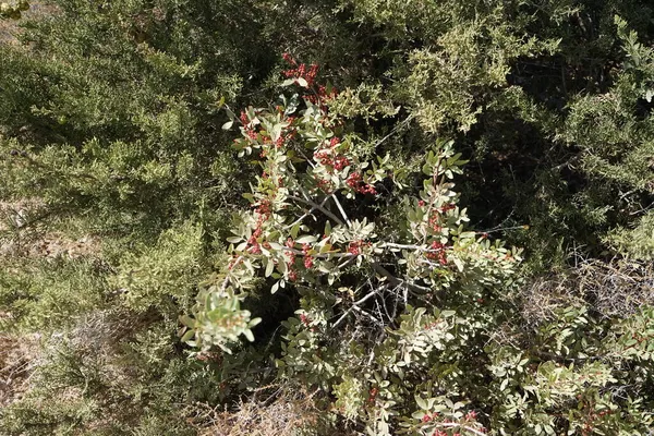 シーファルディア Shepherdia 一般的にブファロベリーまたはブルベリーと呼ばれ エレガントな科の小低木の属です コリンピア ロードス島 ギリシャ — ストック写真