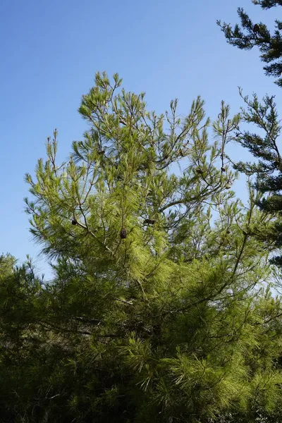 A pine is any conifer in the genus Pinus of the family Pinaceae. Pinus is the sole genus in the subfamily Pinoideae. Kolympia, Rhodes, Greece