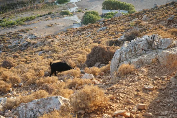 Griechische Bergziege Der Natur Kolympia Rhodos Griechenland — Stockfoto