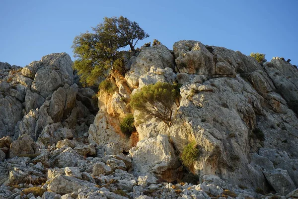 Greek Mountain Goats Nature Kolympia Rhodes Greece — Stock Photo, Image