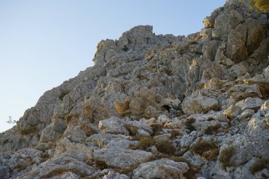 Yunan dağ keçileri doğada. Kolympia, Rodos, Yunanistan  