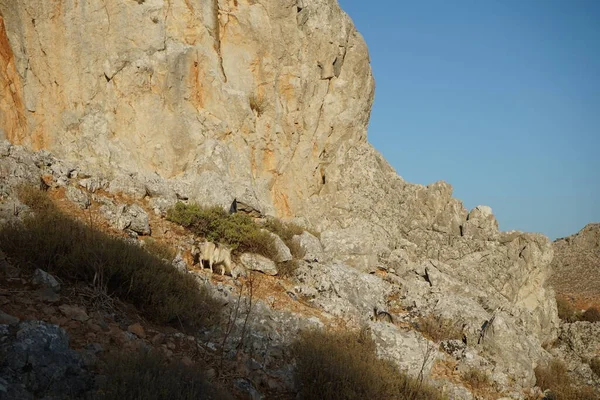 Cabras Montaña Griegas Naturaleza Kolympia Rodas Grecia —  Fotos de Stock