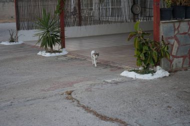 Şehir sokaklarında evsiz bir kedi. Kolympia, Rodos, Yunanistan