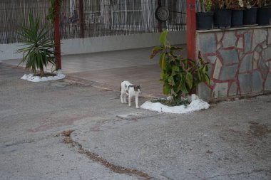 Şehir sokaklarında evsiz bir kedi. Kolympia, Rodos, Yunanistan