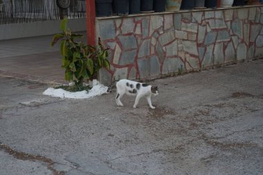 Şehir sokaklarında evsiz bir kedi. Kolympia, Rodos, Yunanistan