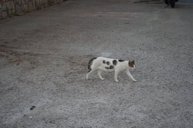 Şehir sokaklarında evsiz bir kedi. Kolympia, Rodos, Yunanistan