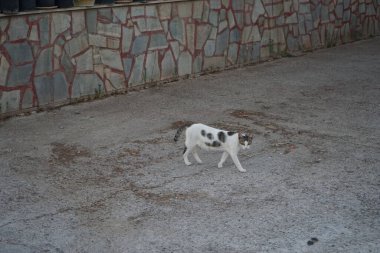 Şehir sokaklarında evsiz bir kedi. Kolympia, Rodos, Yunanistan