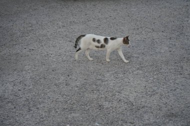 Şehir sokaklarında evsiz bir kedi. Kolympia, Rodos, Yunanistan