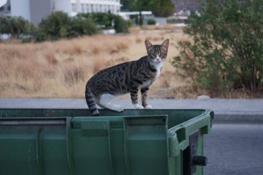 Çöp tenekesinde evsiz bir kedi. Kolympia, Rodos, Yunanistan  