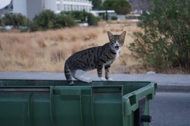 Çöp tenekesinde evsiz bir kedi. Kolympia, Rodos, Yunanistan  