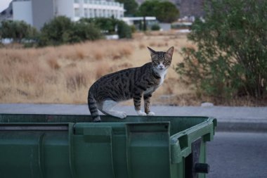 Çöp tenekesinde evsiz bir kedi. Kolympia, Rodos, Yunanistan  