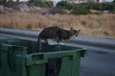 Çöp tenekesinde evsiz bir kedi. Kolympia, Rodos, Yunanistan  