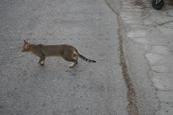 Gato Sin Hogar Calle Ciudad Kolympia Rodas Grecia — Foto de Stock