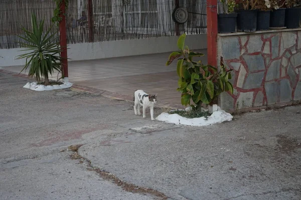 Şehir sokaklarında evsiz bir kedi. Kolympia, Rodos, Yunanistan