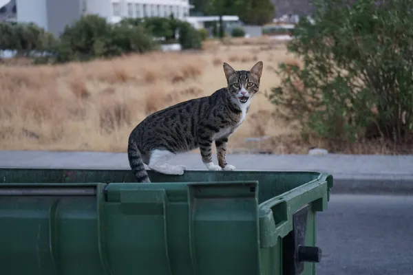 쓰레기통 집없는 고양이 그리스의 로즈에 — 스톡 사진