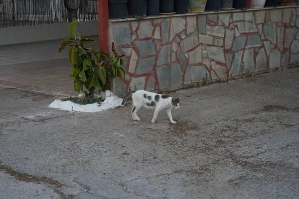 Gato Sem Abrigo Rua Cidade Kolympia Rodes Grécia — Fotografia de Stock