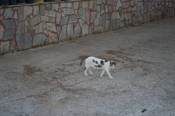 Şehir sokaklarında evsiz bir kedi. Kolympia, Rodos, Yunanistan