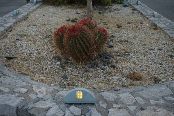 Kaktus Blomstersäng Kolympia Rhodos Grekland — Stockfoto