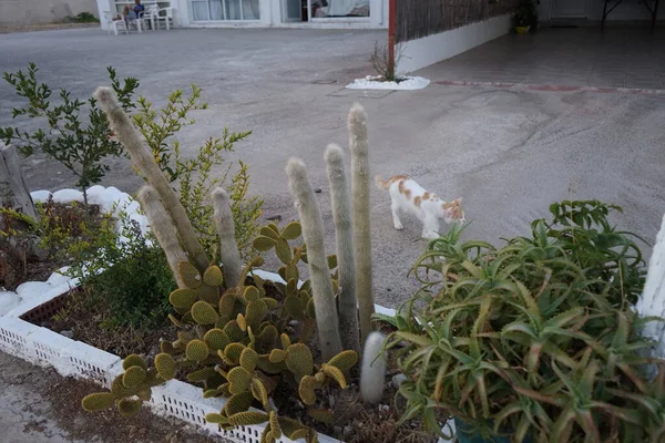 Cacti Succulents Other Mediterranean Vegetation Flower Beds Kolympia Rhodes Greece — Stock Photo, Image