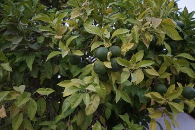 Citrus sinensis ağacının olgunlaşmamış meyvesi. Citrus sinensis, Tatlı Portakal Grubu, kan portakalları ve göbek portakalları da dahil olmak üzere yaygın olarak ekilmiş tatlı portakalları içerir. Kolympia, Rodos, Yunanistan